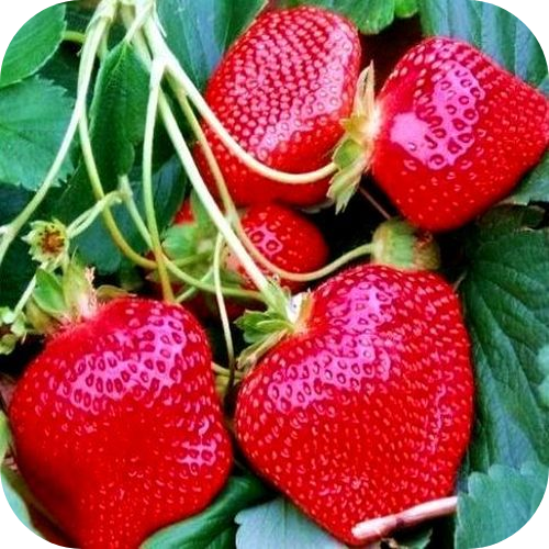Клубника "Пегас" 